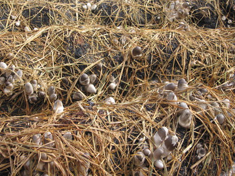 Máy phun sương tưới nấm Giải pháp hiệu quả cho việc trồng nấm